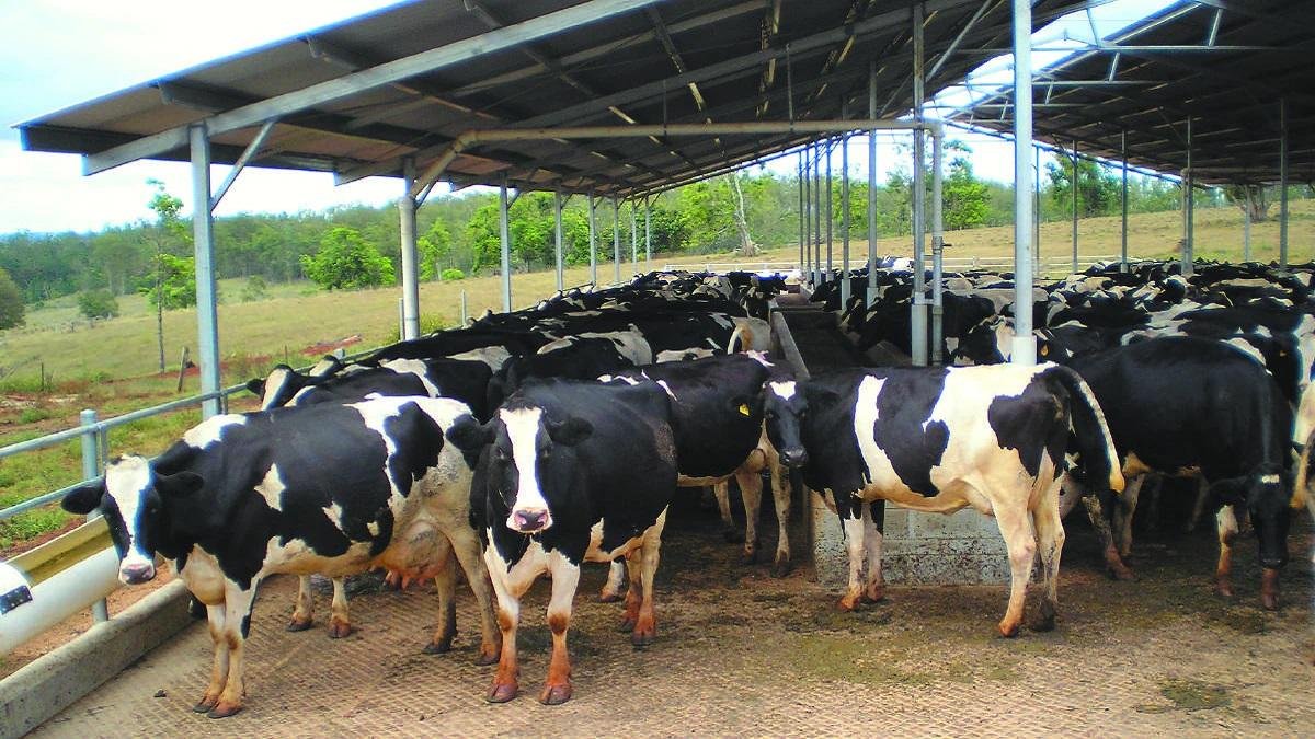 Dairy Farm Loan Yojana : डेली फार्म खोलने के लिए सरकार दे रही है लोन जाने पूरी डिटेल